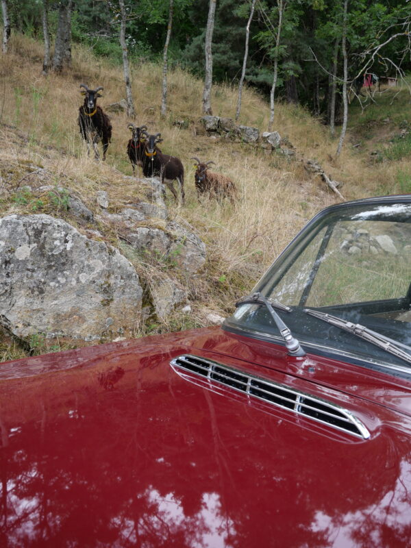 LANCIA Fulvia coupe 1.3 s - 1973